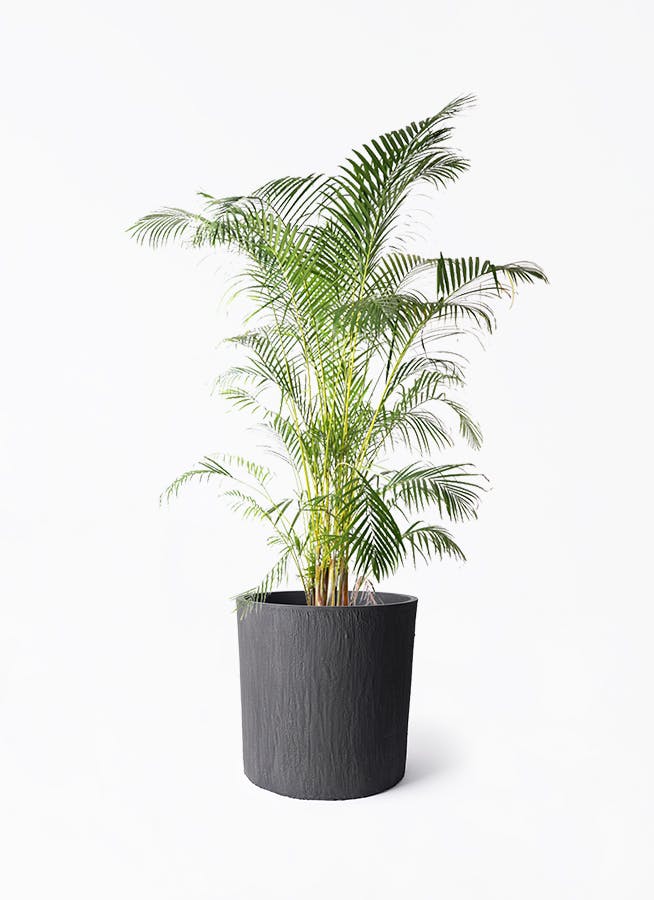 アレカヤシ 10号 | 観葉植物 | インテリアやギフトに - Hitohana（ひと