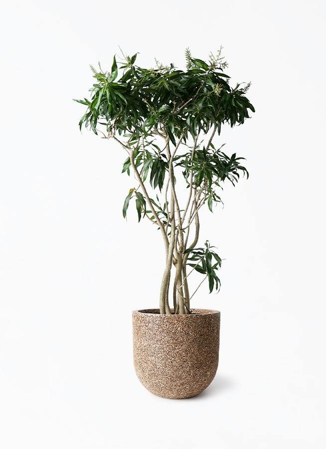 ドラセナ ソング オブ ジャマイカ 10号 | 観葉植物 | インテリアや