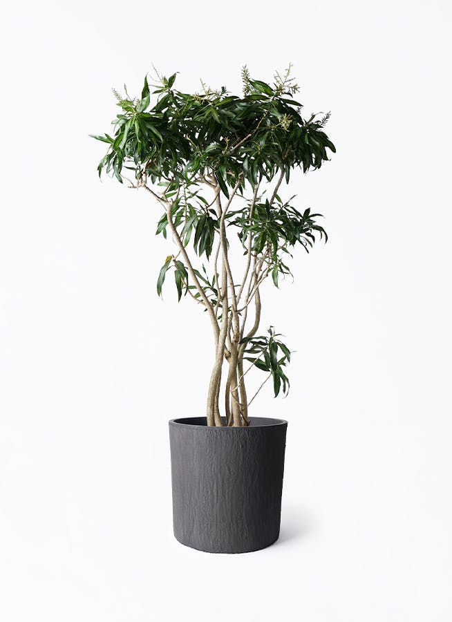 特大ドラセナソングオブジャマイカ10号陶器鉢植え込み発送