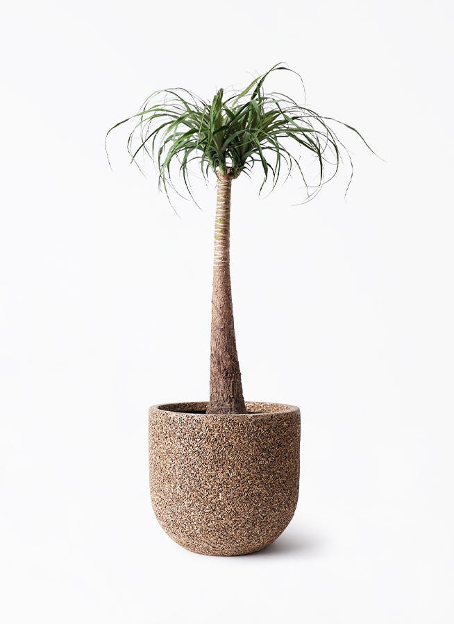 トックリラン 8号 | 観葉植物通販HitoHana(ひとはな)