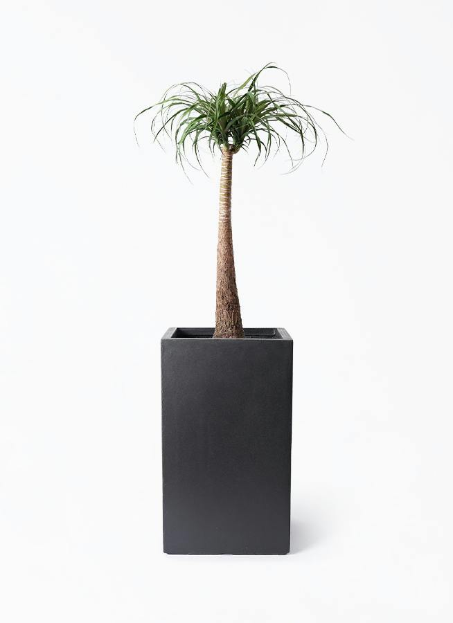 観葉植物 トックリラン ポニーテール 8号 シグマ 角柱プランター