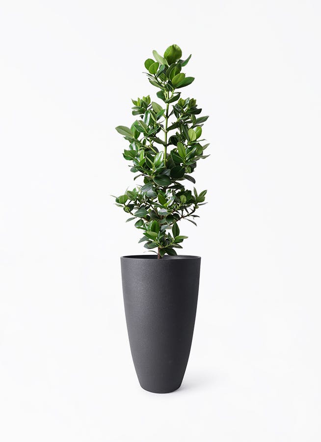 観葉植物 クルシア ロゼア プリンセス 8号 フォレストトール ブラック 付き | 観葉植物ならHitoHana(ひとはな)