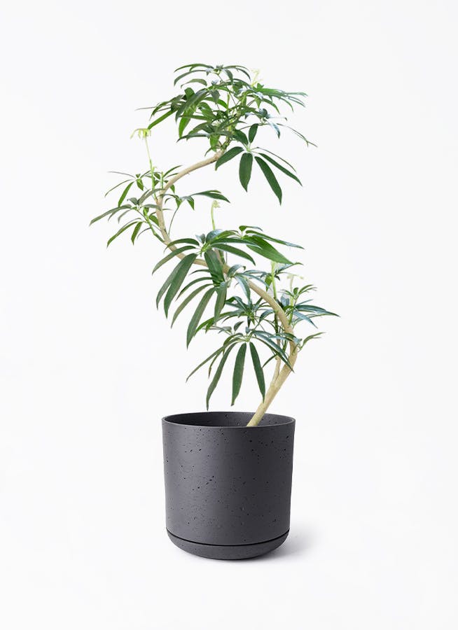 シェフレラ アンガスティフォリア | 観葉植物通販 HitoHana（ひとはな）