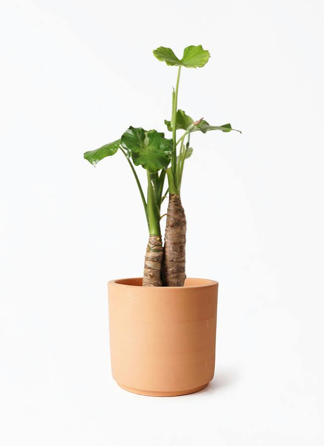 クワズイモ ノーマル | 観葉植物通販HitoHana(ひとはな)