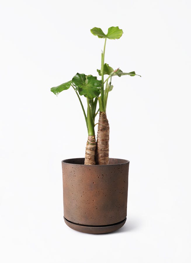 アロカシア オドラ（クワズイモ） | 観葉植物通販HitoHana