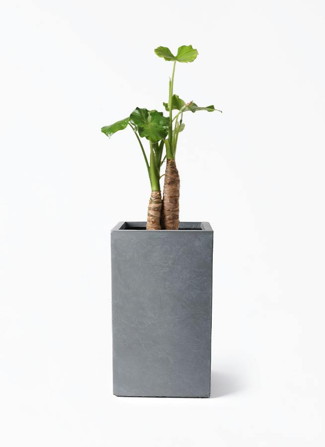 アロカシア 8号 | 観葉植物の通販ならHitoHana（ひとはな）