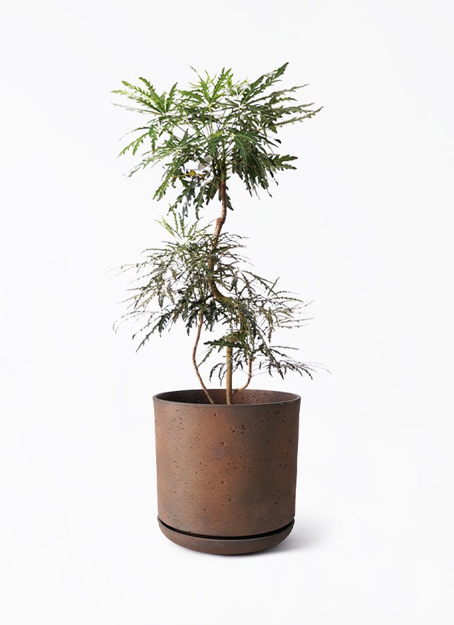 観葉植物 フィカス ベンジャミン 8号 バロック ライム ドゥオ