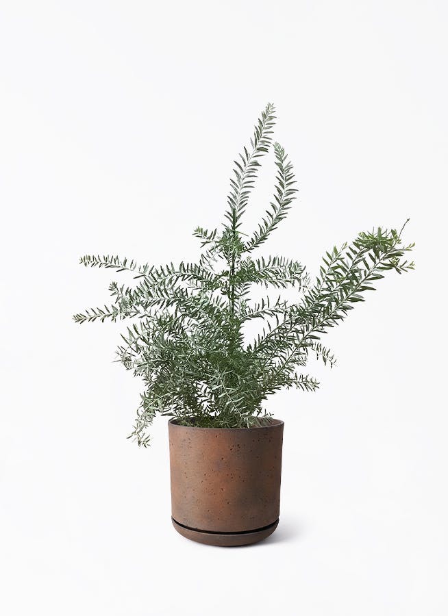 観葉植物 アカシア ブルーブッシュ 8号 ライム ドゥオ ユーポット