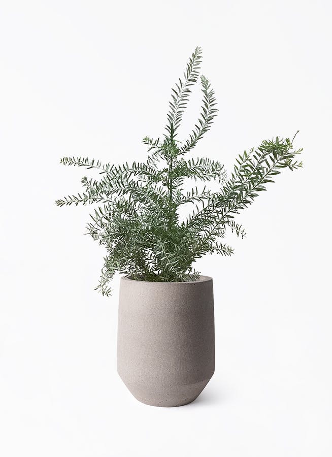 そらさん。専用商品‼︎ 棚橋農園の特大アカシア・ブルーブッシュ10号鉢 そらさん。専用商品‼︎ 棚橋農園の特大アカシア・ブルーブッシュ10号鉢