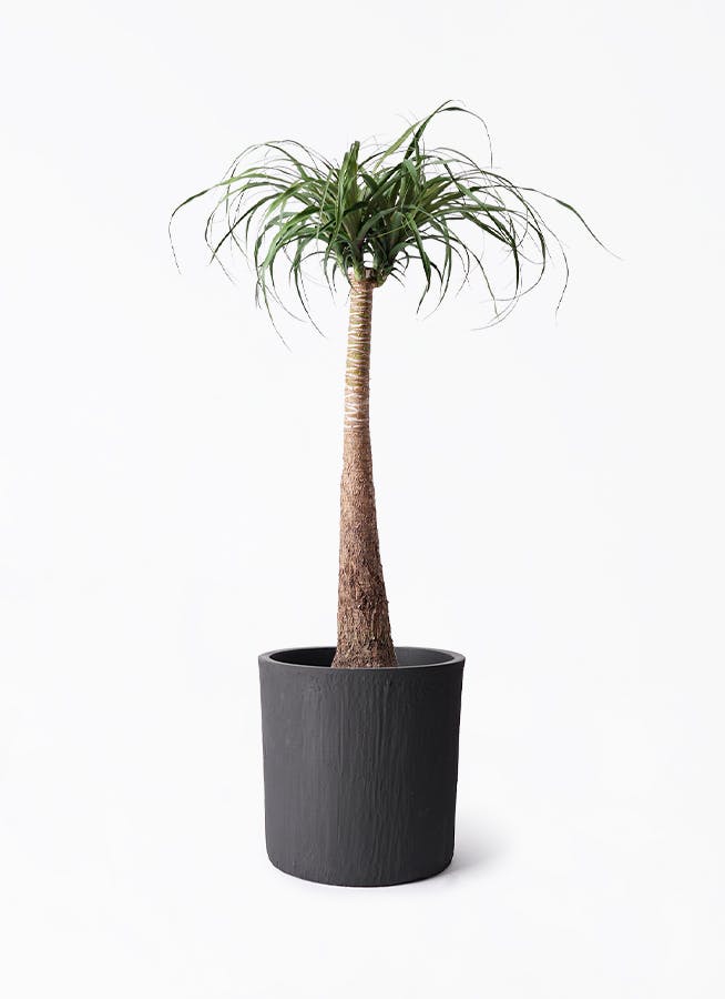 トックリラン 8号 | 観葉植物通販HitoHana(ひとはな)