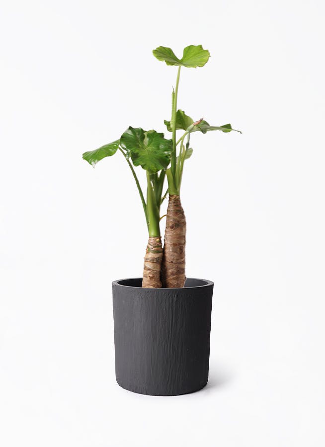 アロカシア オドラ（クワズイモ） | 観葉植物通販HitoHana