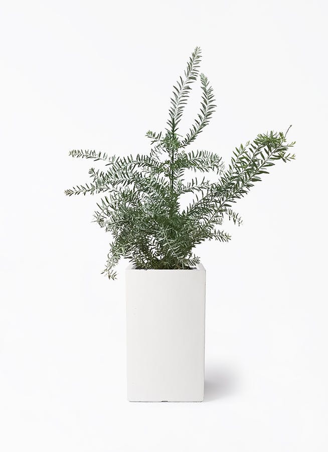 観葉植物 アカシア ブルーブッシュ 8号 シグマ 角柱プランター