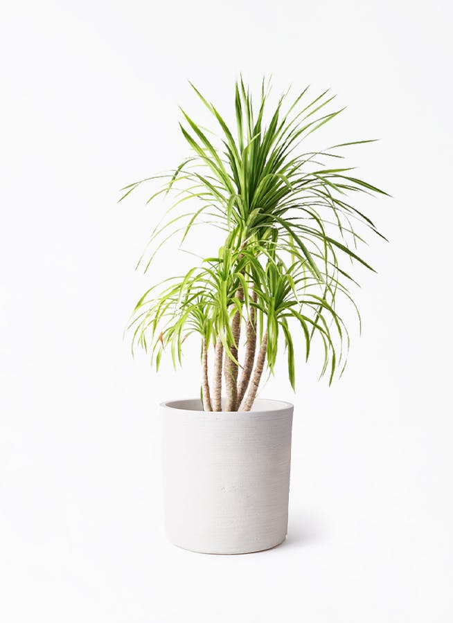 観葉植物 ドラセナ カンボジアーナ 8号 ソンク シリンダー ホワイト