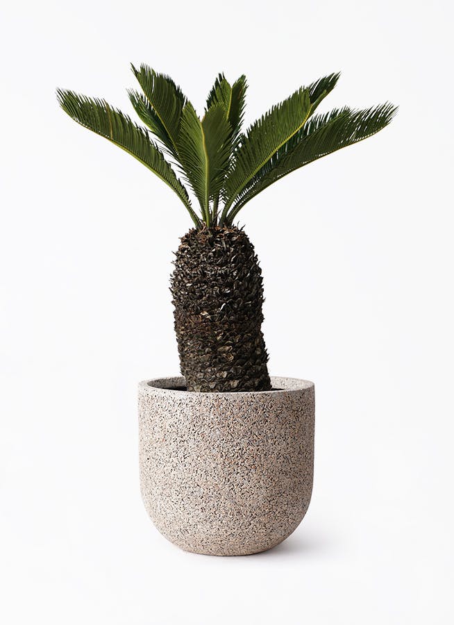 ソテツ 8号 | 観葉植物 | インテリアやギフトに - Hitohana（ひとはな）