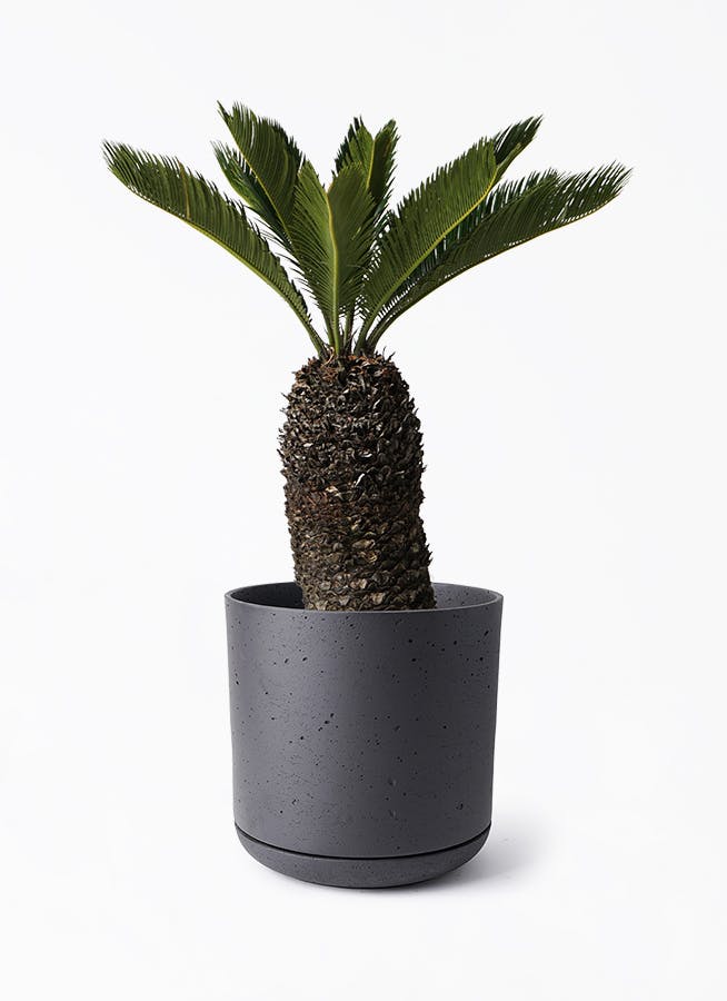 ソテツ 8号 | 観葉植物 | インテリアやギフトに - Hitohana