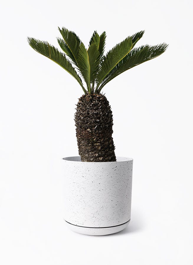 ソテツ 観葉植物 白鉢 約70cm 8号　現品　新芽がしっからりしてきました。 ソテツ 観葉植物 白鉢 約70cm 8号 現品 新芽がしっからり