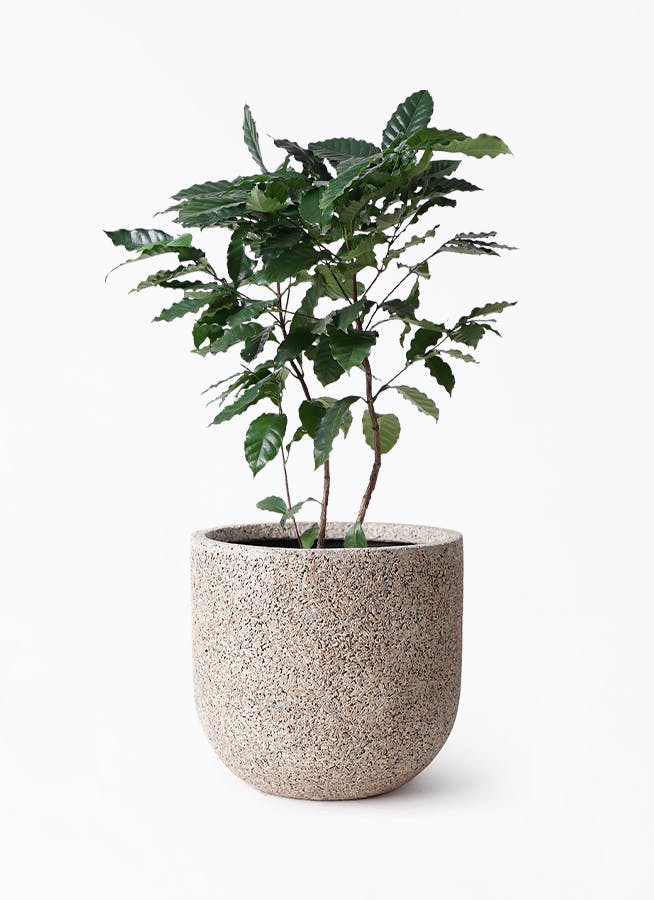 コーヒーの木 8号 | 観葉植物 | 送料無料でお届け - Hitohana（ひとはな）