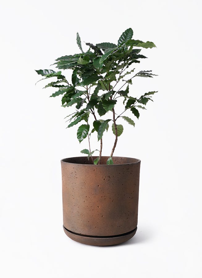 コーヒーの木 8号 | 観葉植物 | 送料無料でお届け - Hitohana（ひとはな）