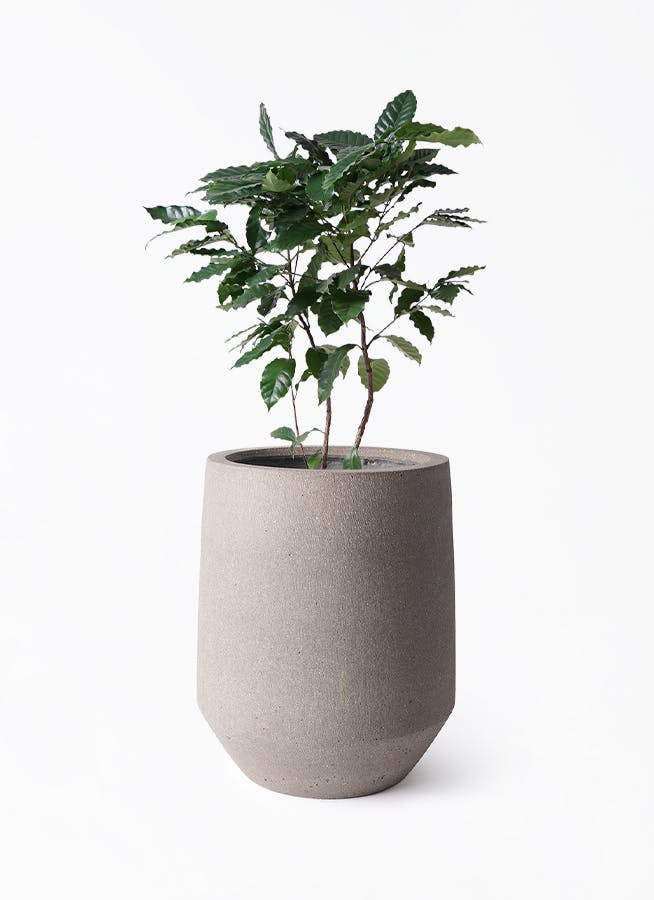コーヒーの木 8号 | 観葉植物 | 送料無料でお届け - Hitohana
