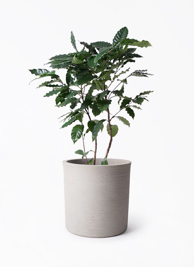 【大型】コーヒーの木・8号鉢8/15画像追加2枚目約1m コーヒーの木 8号 | 観葉植物 | 送料無料でお届け - Hitohana