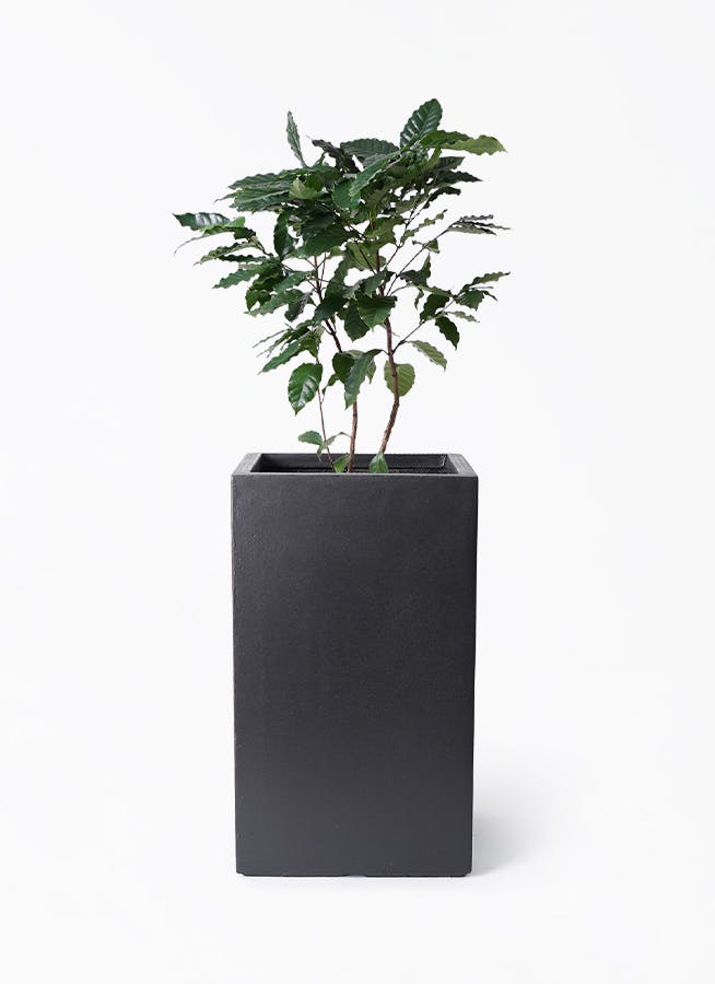 【大型美品】コーヒーの木・8号鉢9/6画像追加約110cm 観葉植物 コーヒーの木 8号 プラスチック鉢 | 観葉植物なら
