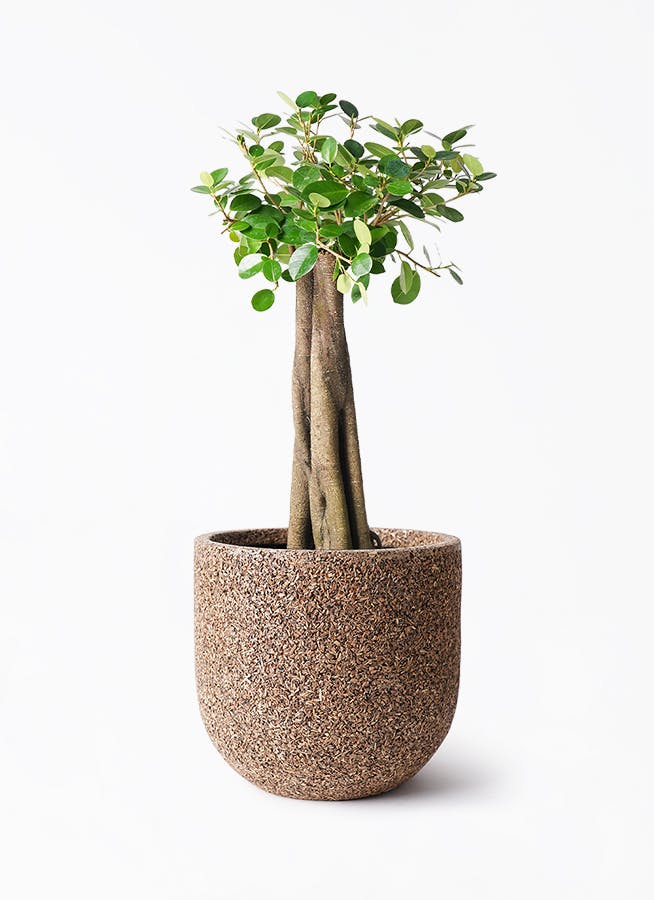 パンダ ガジュマル | 観葉植物通販HitoHana(ひとはな)