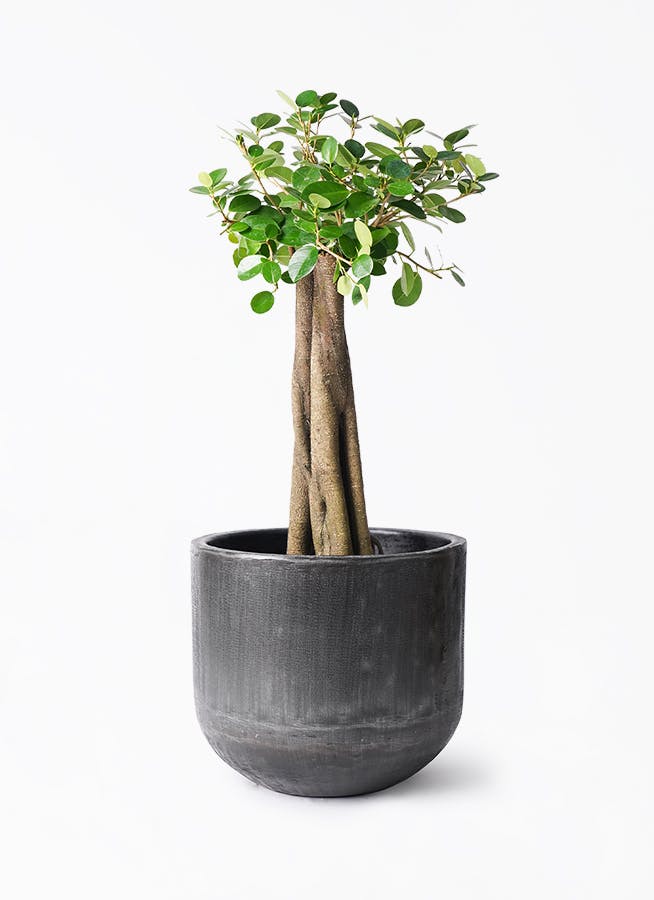 観葉植物 ガジュマル 8号 パンダ 朴仕立て アンワール カーフ ミンク 