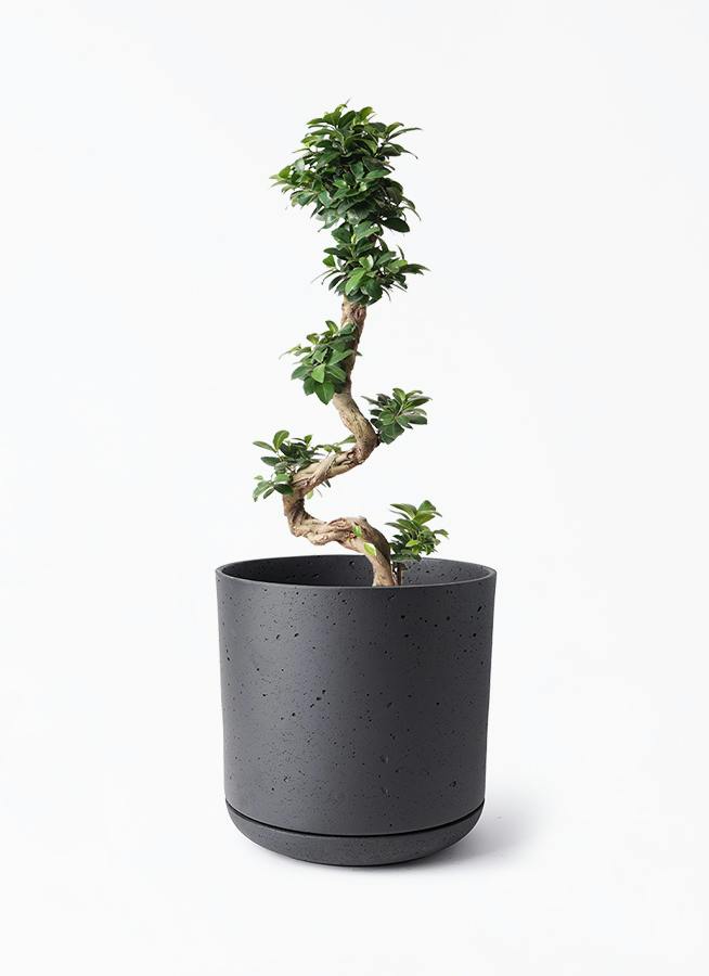 現品 ガジュマル センカクガジュマル 曲がり 38番 観葉植物 インテリア