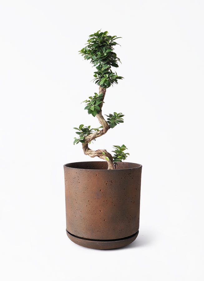 ガジュマル 8号 | 観葉植物通販HitoHana(ひとはな)