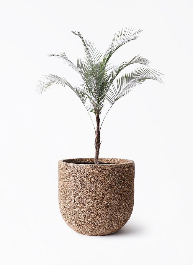 ヒメココスヤシ