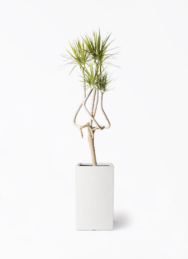 雲南シュロチク 棕櫚竹 大型 150㎝ ❗ 9号鉢 綺麗な樹形❗最優良株