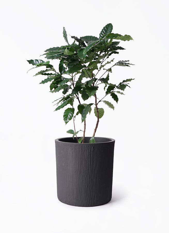コーヒーの木 8号 | 観葉植物 | 送料無料でお届け - Hitohana（ひとはな）