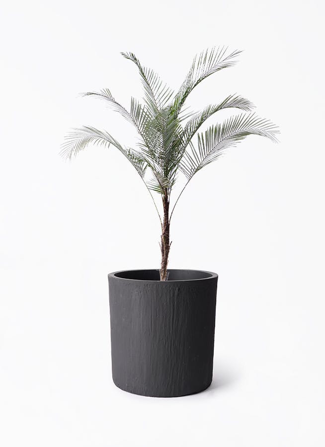 ヒメココス | 観葉植物 | インテリアやギフトに - Hitohana（ひとはな）