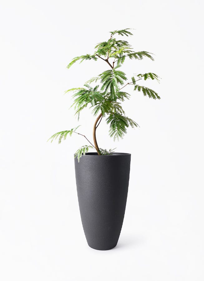 観葉植物 エバーフレッシュ 8号 曲り フォレストトール ブラック 付き | 観葉植物ならHitoHana(ひとはな)