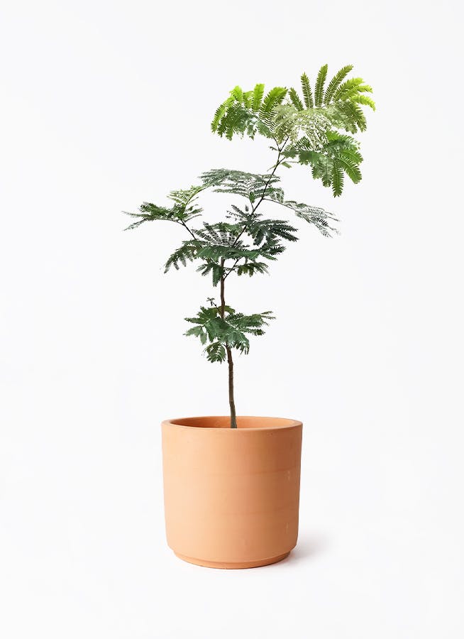 エバーフレッシュ 7号 | 観葉植物の通販ならHitoHana（ひとはな）