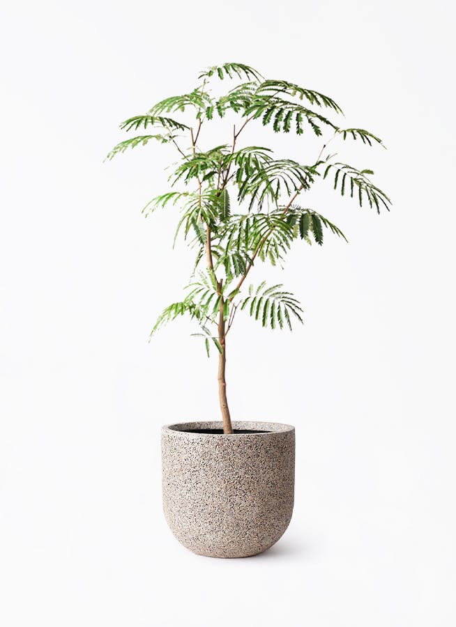 エバーフレッシュ 8号 | 観葉植物 | インテリアやギフトに - Hitohana