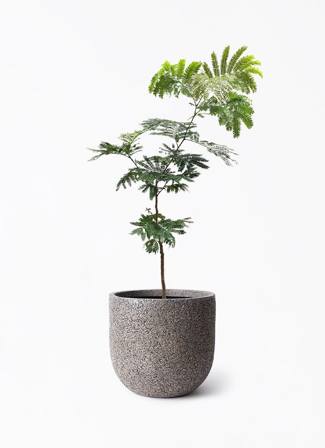 エバーフレッシュ 7号 | 観葉植物の通販ならHitoHana（ひとはな）