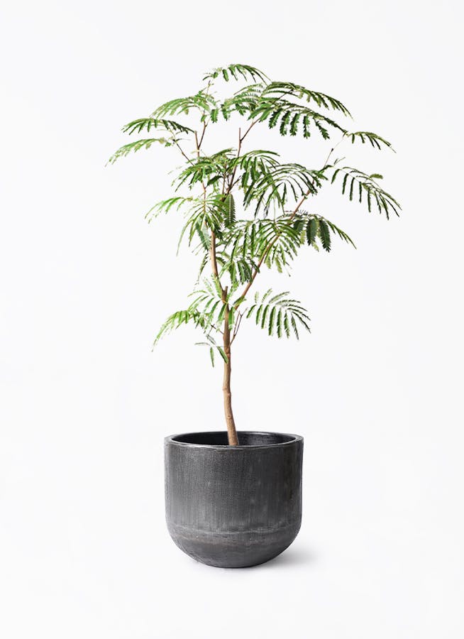 黒・ブラックの鉢カバー付きの観葉植物 | HitoHana（ひとはな）