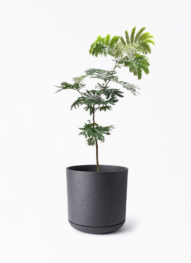エバーフレッシュ　観葉植物　7号　約110センチ 観葉植物 エバーフレッシュ 7号 ボサ造り セメント トラフポット