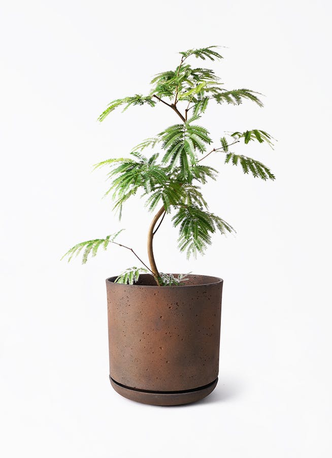 エバーフレッシュ 8号 | 観葉植物 | インテリアやギフトに