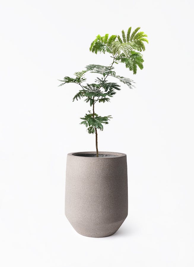 エバーフレッシュ 7号 | 観葉植物の通販ならHitoHana（ひとはな）