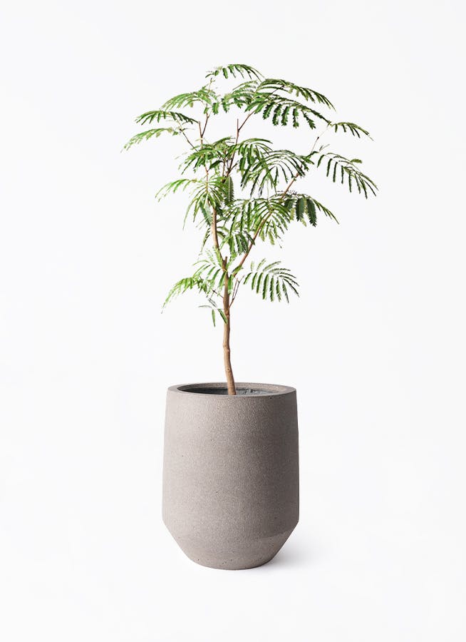 エバーフレッシュ 8号 | 観葉植物 | インテリアやギフトに