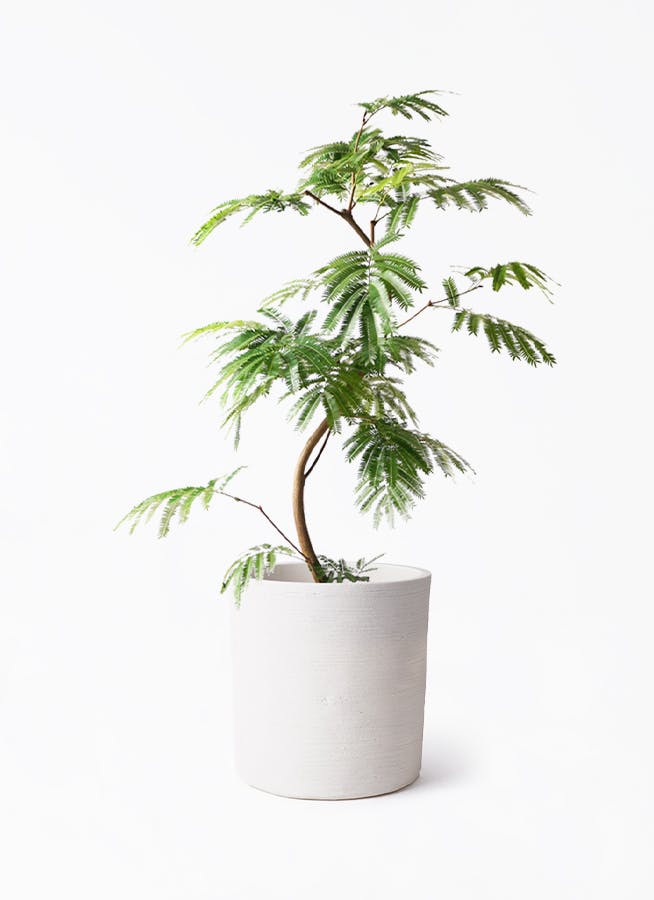 エバーフレッシュ | 観葉植物の通販ならHitoHana（ひとはな）