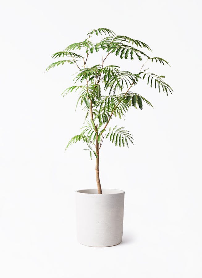 エバーフレッシュ⭐️観葉植物 エバーフレッシュ | 観葉植物の通販ならHitoHana（ひとはな）