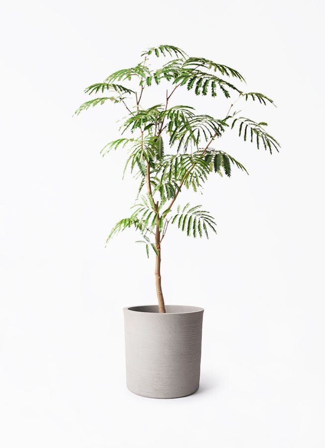 エバーフレッシュ 8号 | 観葉植物 | インテリアやギフトに - Hitohana