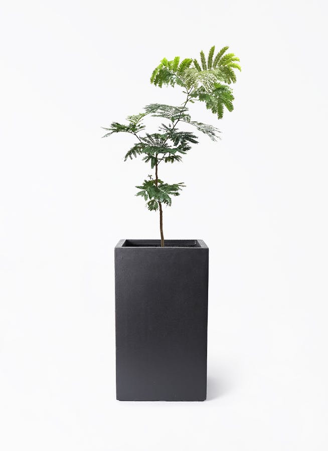 エバーフレッシュ　観葉植物　曲がり　7号　約100センチ 現品］3番 エバーフレッシュ 曲がり 7号 観葉植物 室内 大型
