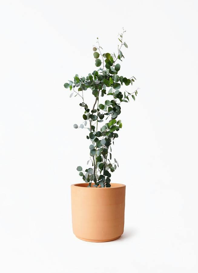 観葉植物 ユーカリ 8号 ポポラス（ポリアンセモス） インティ
