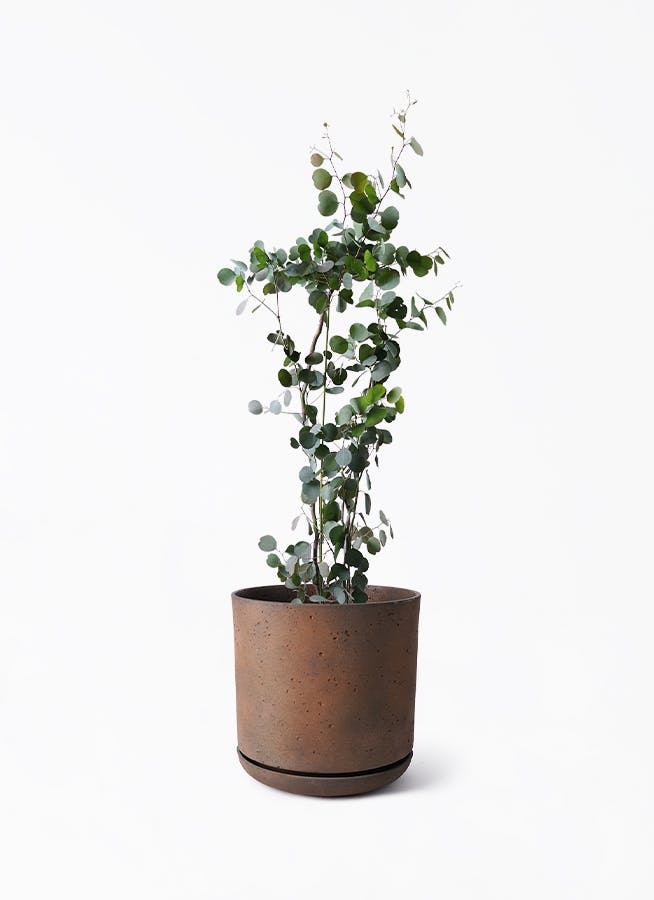 【現品】ユーカリ・ポポラス　 ポリアンセモス　ユーカリの木　８号　W5番 ユーカリ 8号 | 観葉植物 | インテリアやギフトに - Hitohana