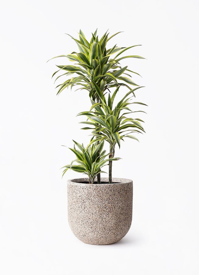 ドラセナ ワーネッキー レモンライム 8号 | 観葉植物 | インテリアや