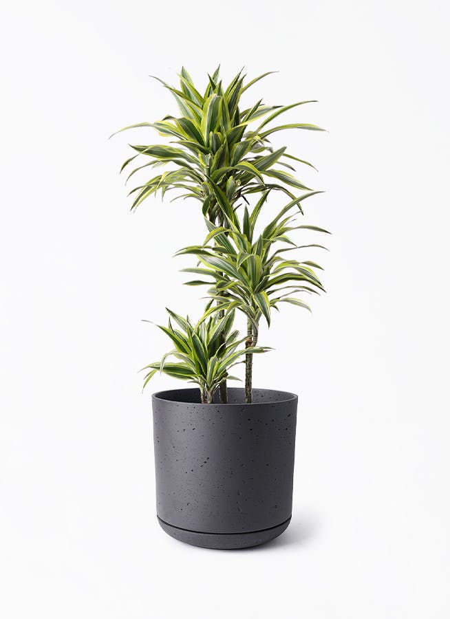 ただよです。パキラ パキラ 朴 | 観葉植物の通販ならHitoHana（ひとはな）